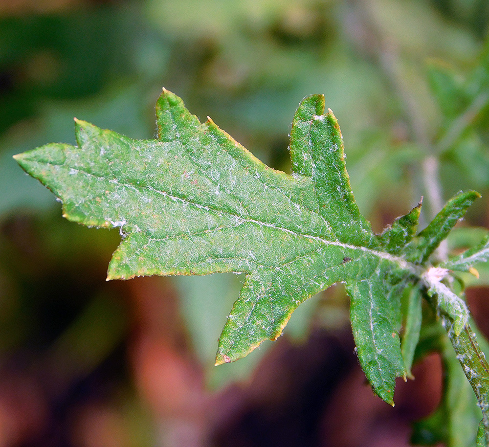 Image of Senecio grandidentatus specimen.