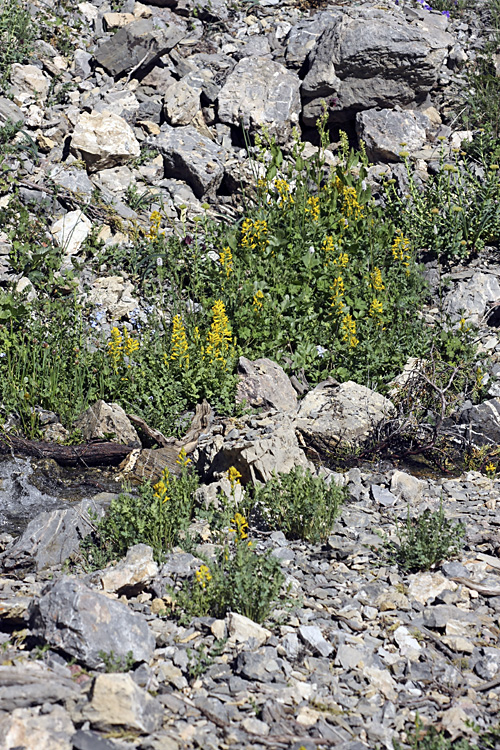 Image of Corydalis gortschakovii specimen.