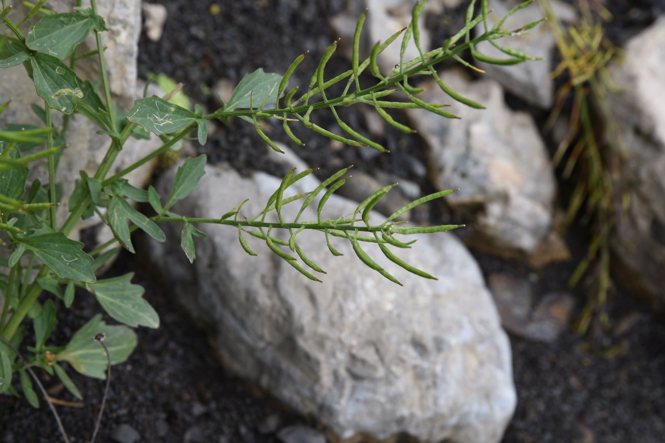 Image of Barbarea vulgaris specimen.