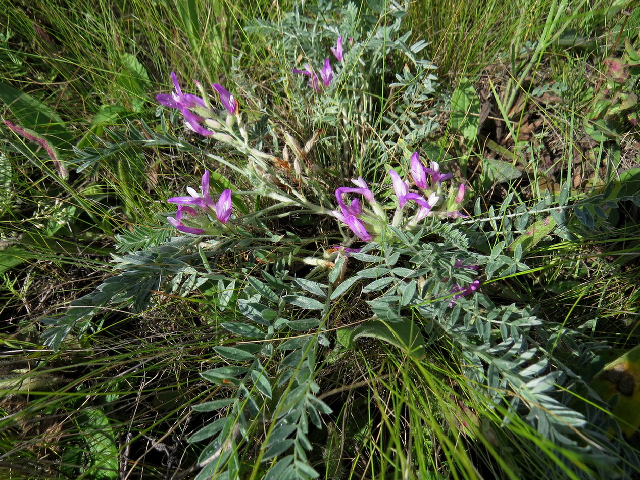 Изображение особи Astragalus sareptanus.