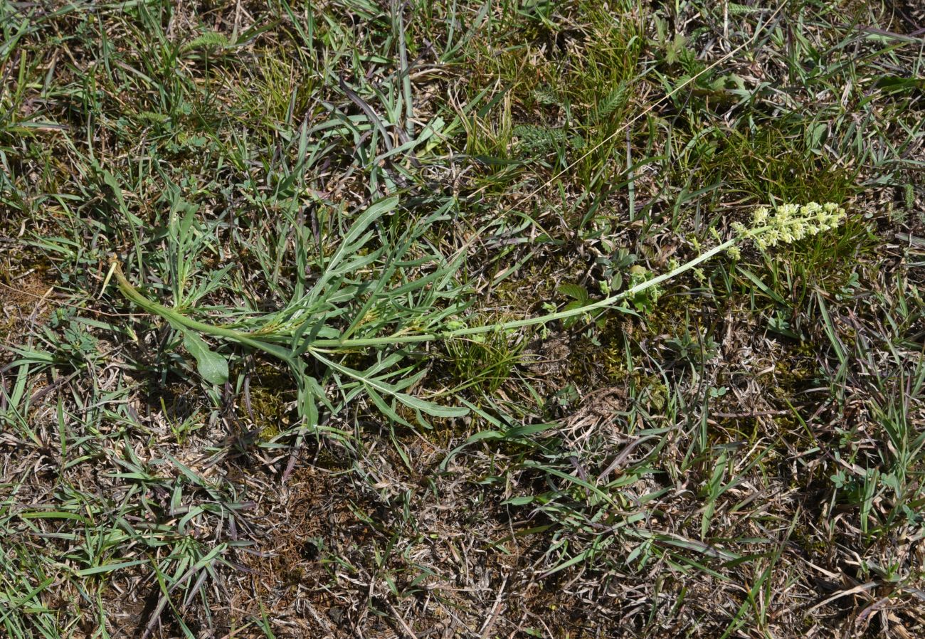 Image of Reseda lutea specimen.