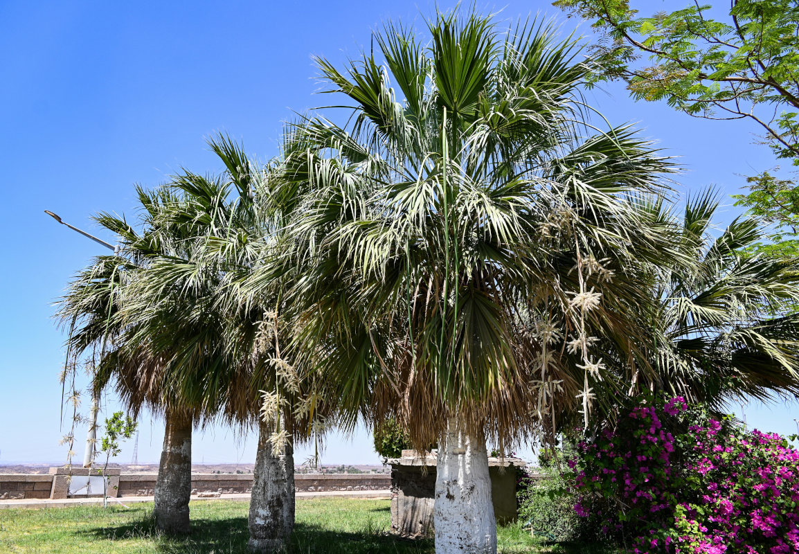 Изображение особи Washingtonia robusta.