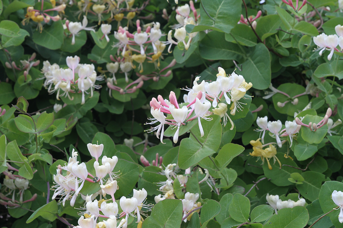 Image of Lonicera caprifolium specimen.