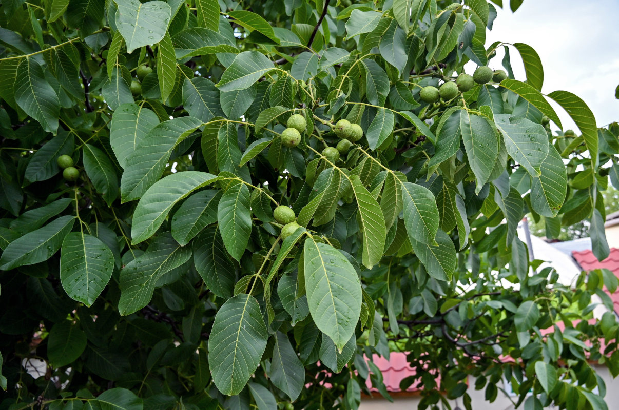 Image of Juglans regia specimen.