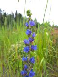 Echium vulgare. Верхушка цветущего растения. Карелия, Прионежский р-н, окр. оз. Лососинское, обочина дороги. 01.07.2023.