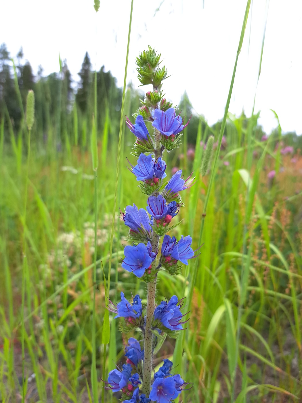 Изображение особи Echium vulgare.