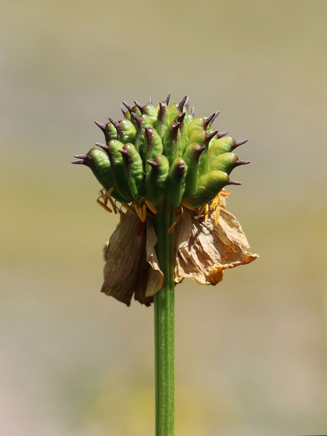 Изображение особи Trollius altaicus.