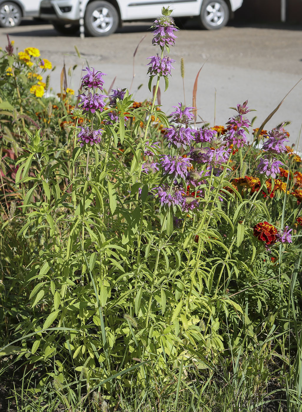 Image of Monarda citriodora specimen.