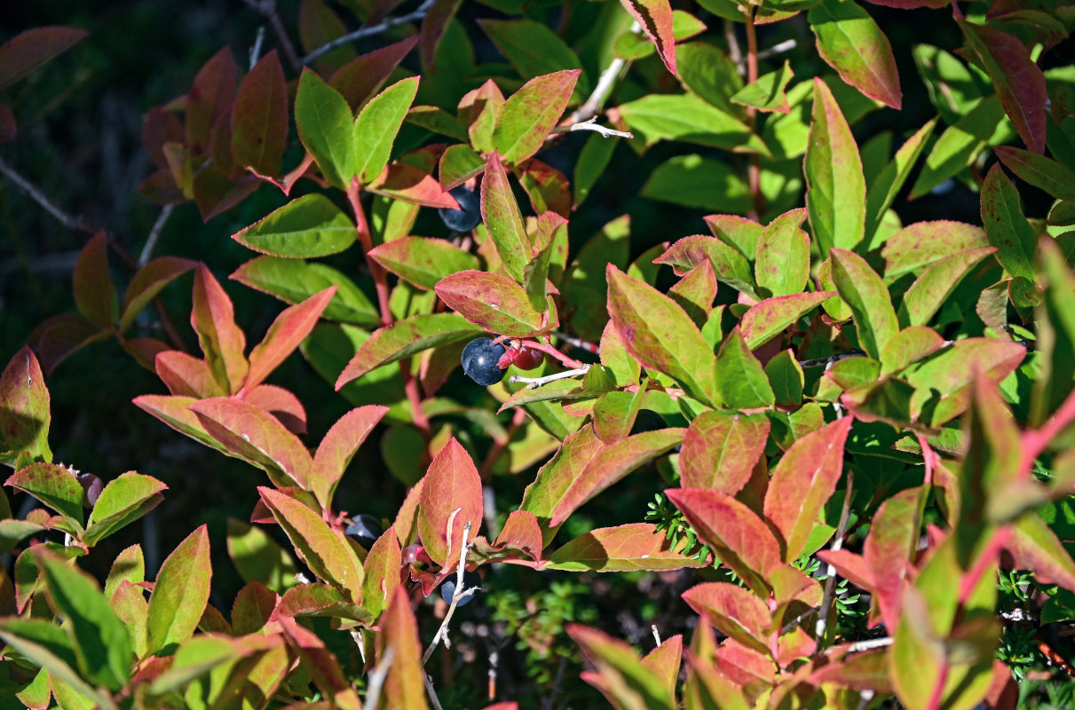 Image of Vaccinium smallii specimen.