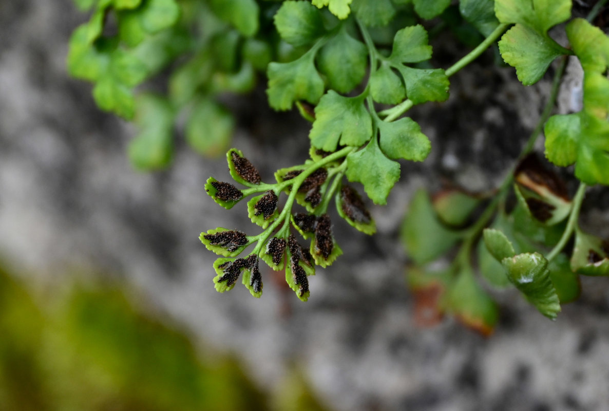 Image of Asplenium ruta-muraria specimen.