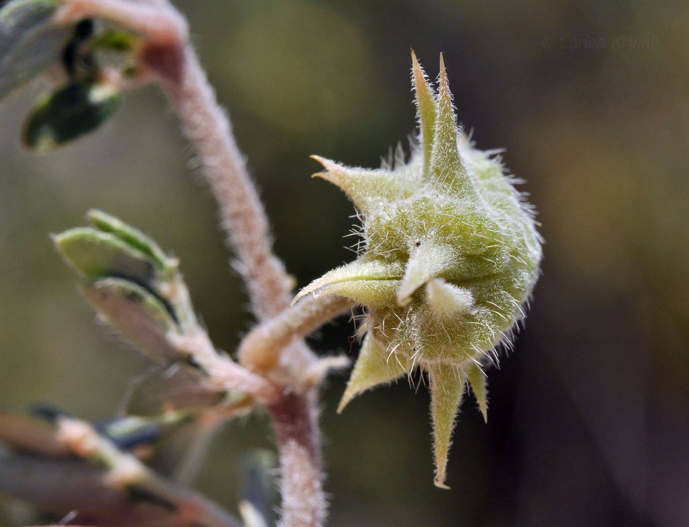 Image of Tribulus terrestris specimen.