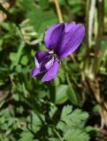 genus Viola