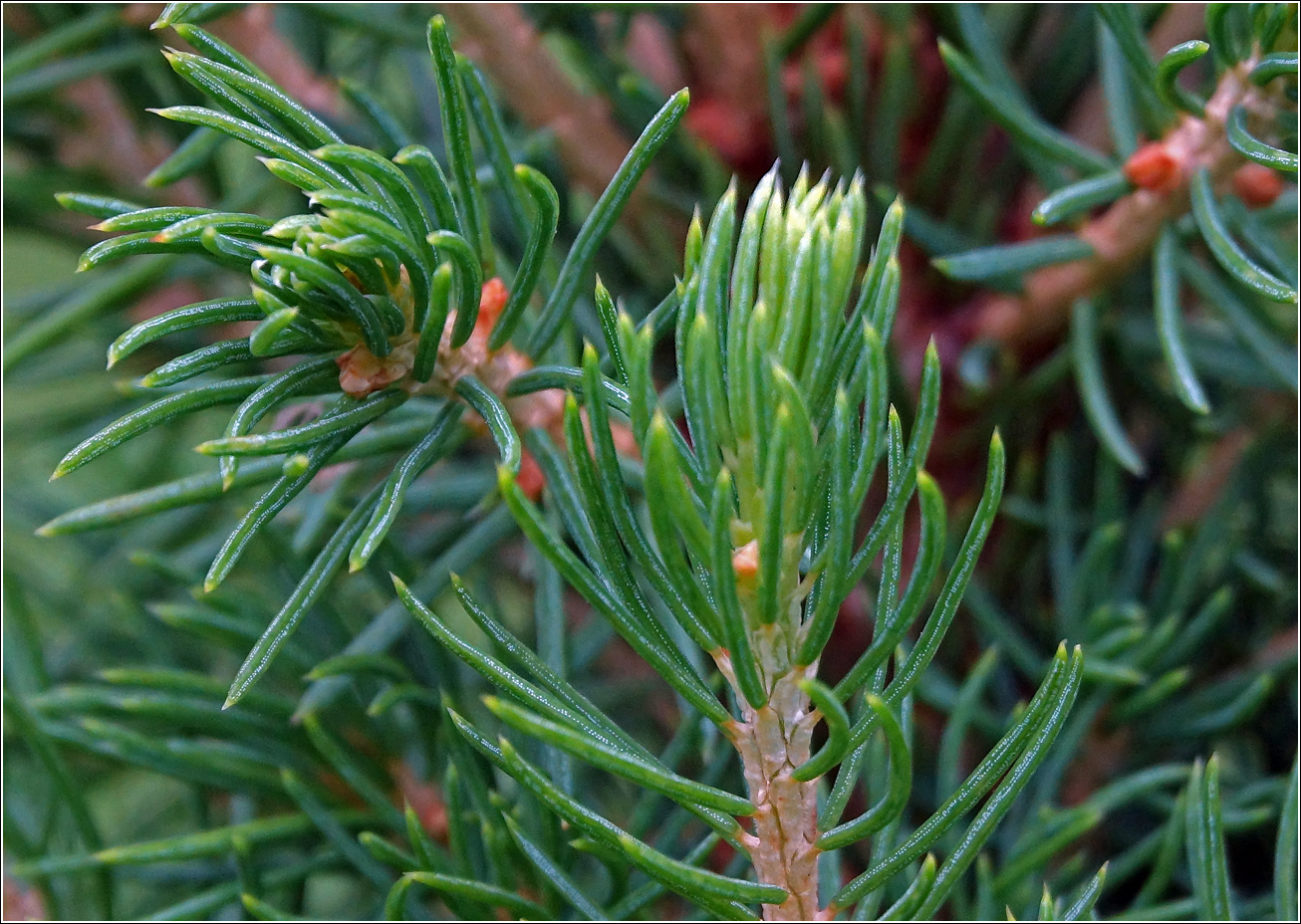 Image of Picea glauca specimen.