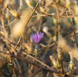 Centaurea diffusa