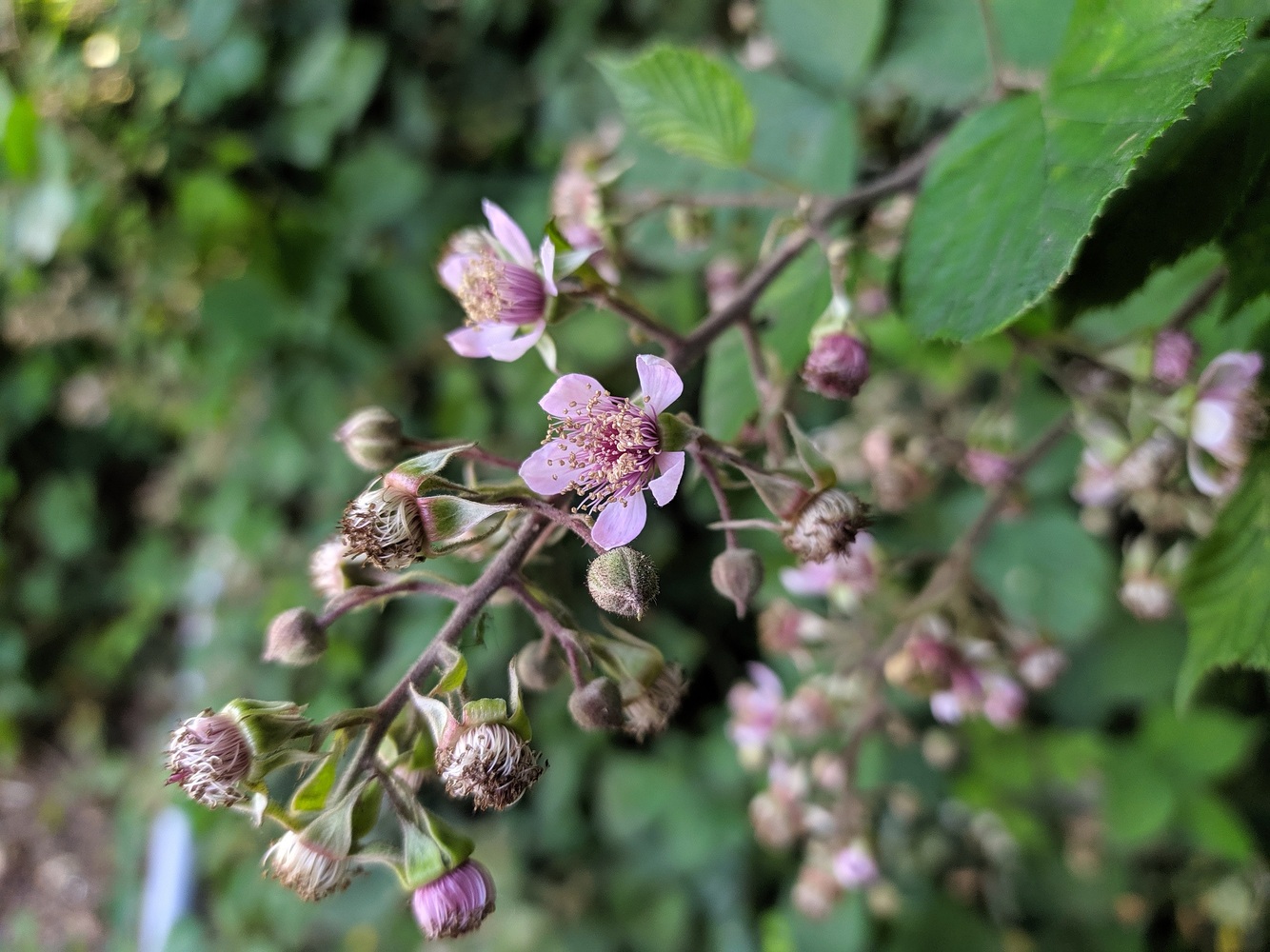 Изображение особи Rubus sanctus.