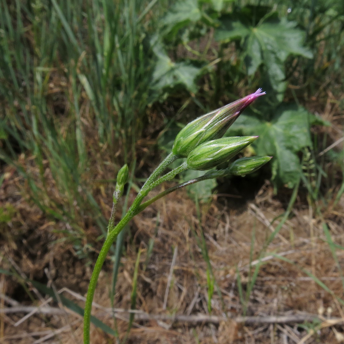 Image of Crupina vulgaris specimen.