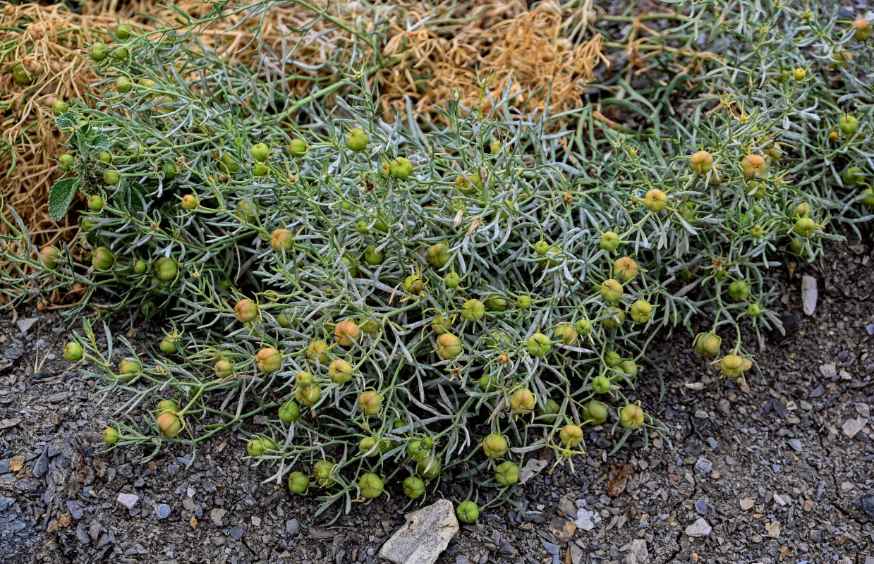 Image of Peganum harmala specimen.