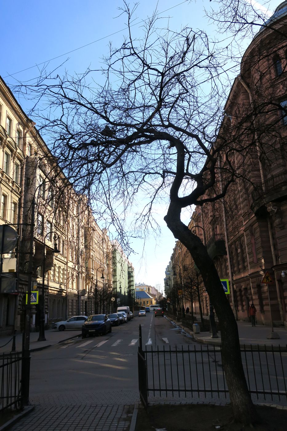 Image of Ulmus glabra specimen.