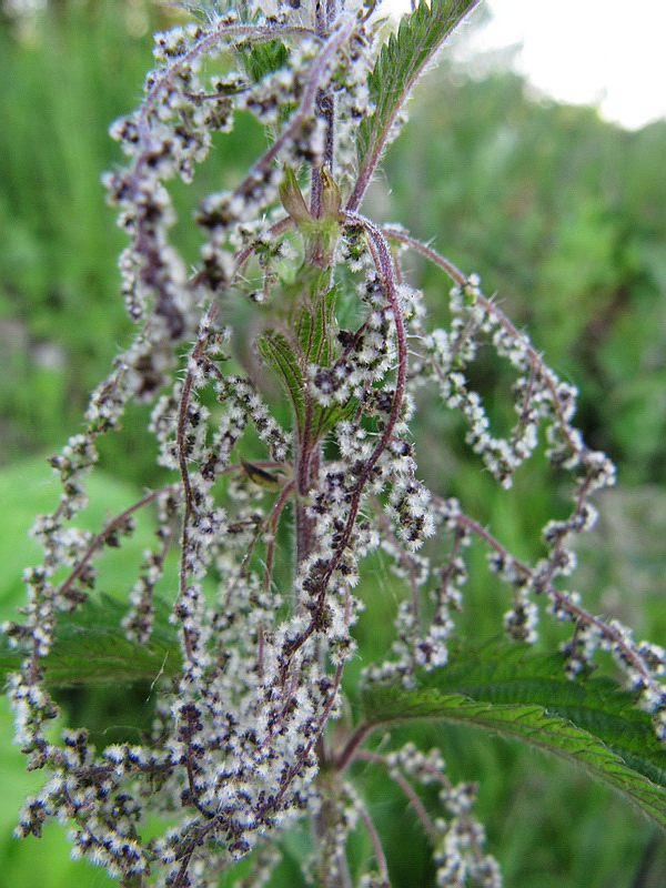 Изображение особи Urtica dioica.