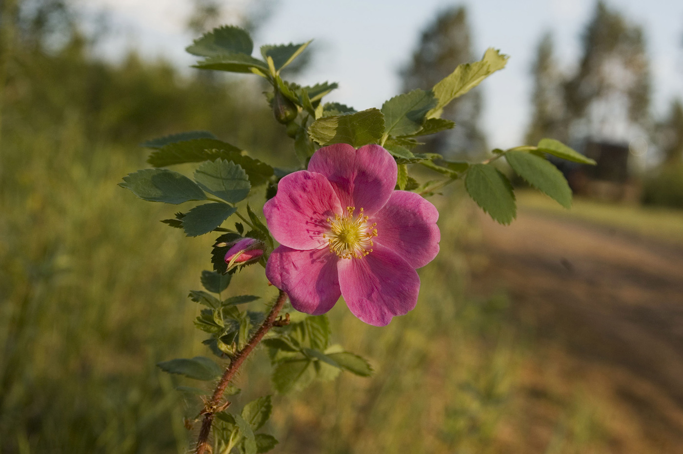 Image of Rosa acicularis specimen.