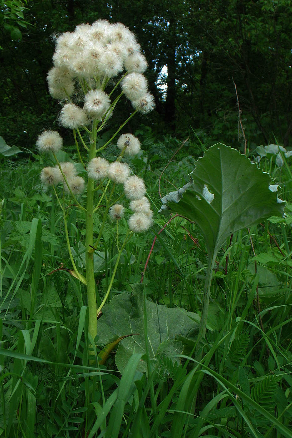 Image of Petasites spurius specimen.