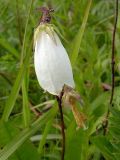 Campanula punctata. Цветок. Приморье, Хасанский р-н, 7 км Ю пос. Гвоздево, п-ов Краббе, приморский луг. 18 июля 2004 г.