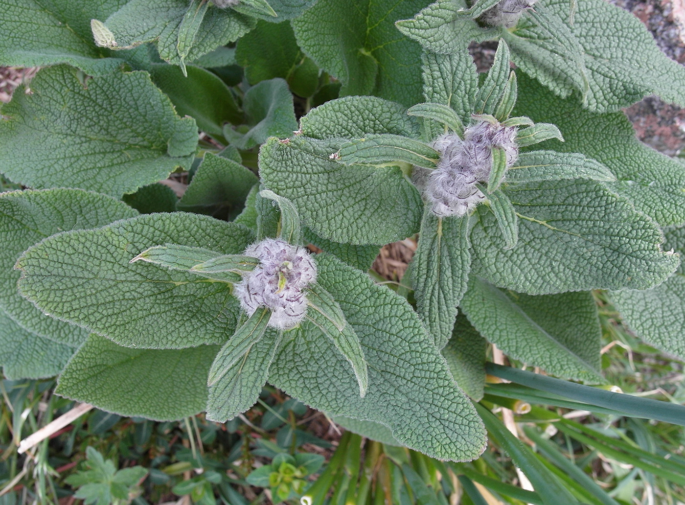 Image of Phlomoides oreophila specimen.