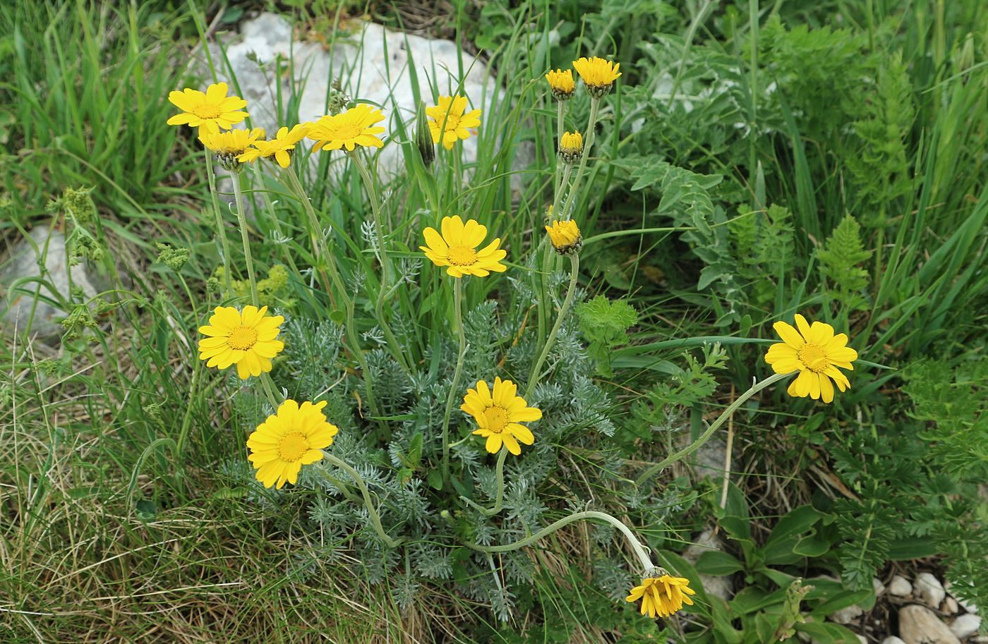 Image of Anthemis marschalliana ssp. pectinata specimen.