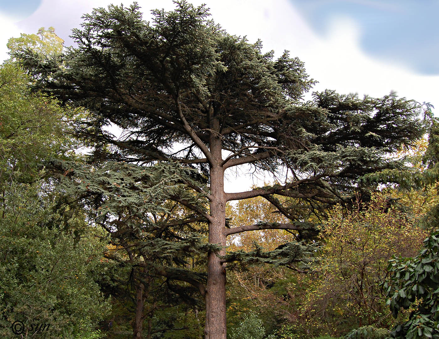 Image of Cedrus libani specimen.