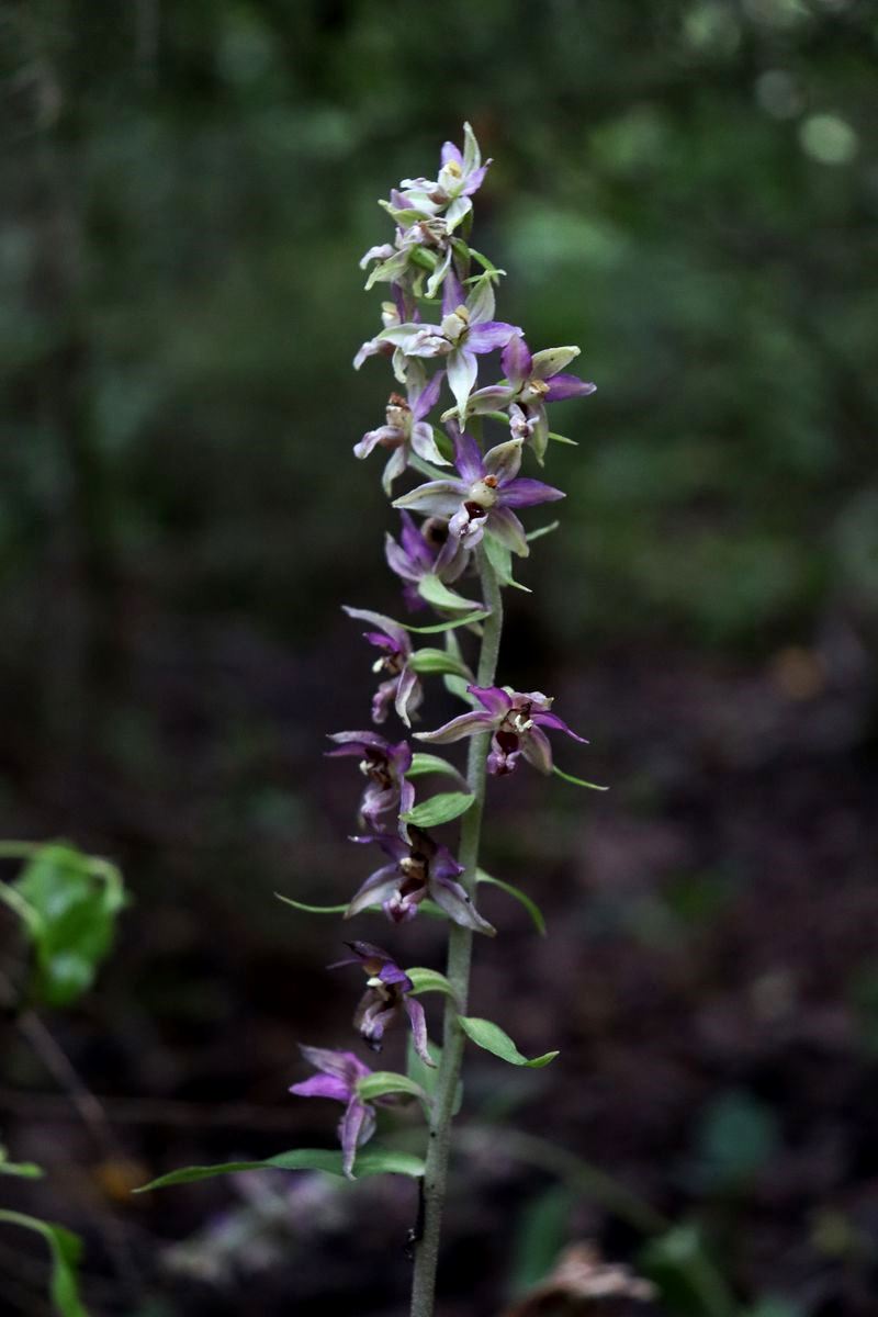 Image of genus Epipactis specimen.