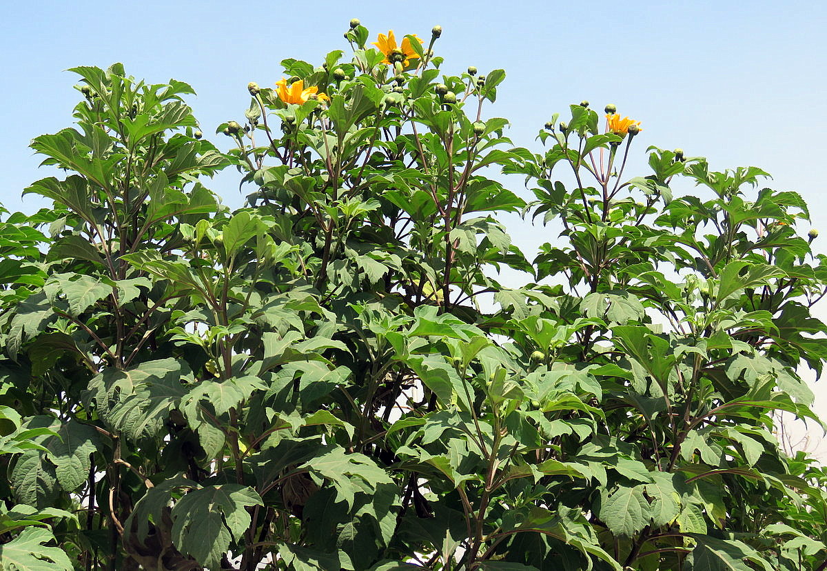 Image of Tithonia diversifolia specimen.