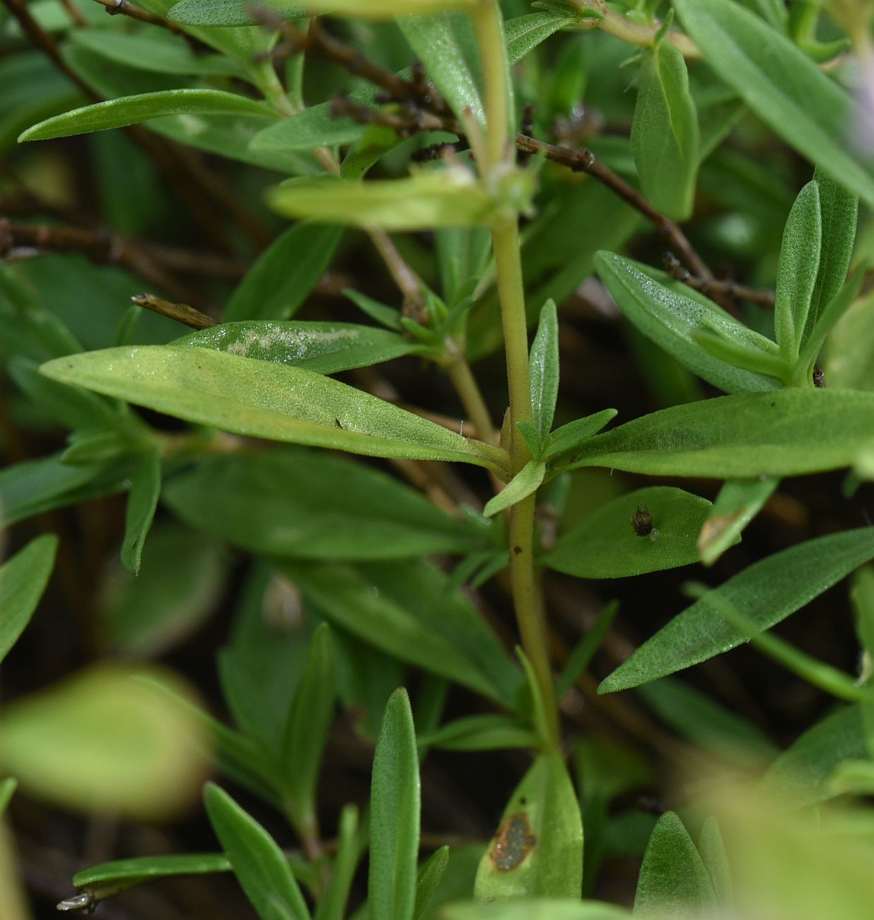 Изображение особи род Thymus.