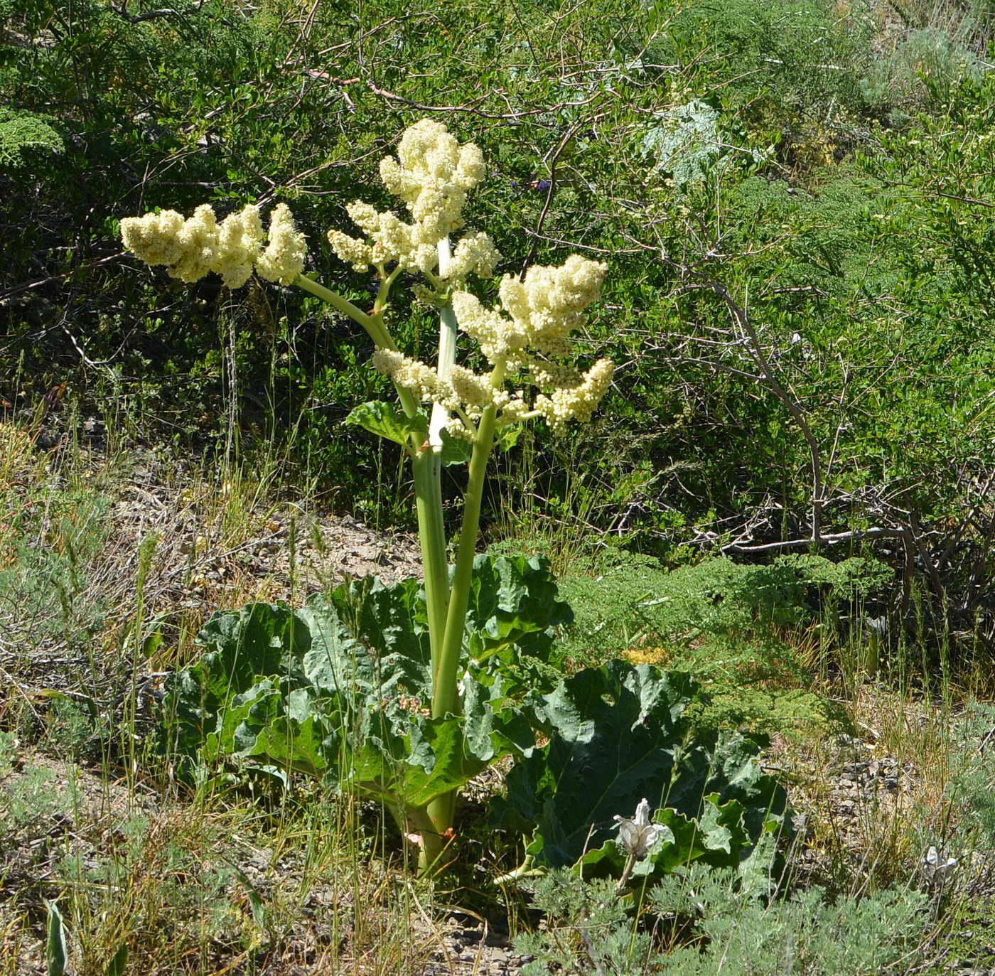 Image of Rheum cordatum specimen.