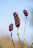 Sanguisorba officinalis