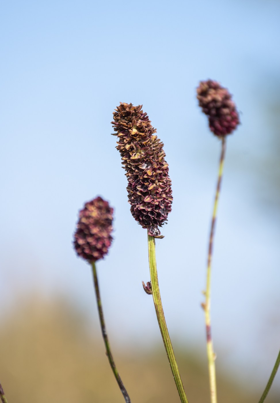 Image of Sanguisorba officinalis specimen.