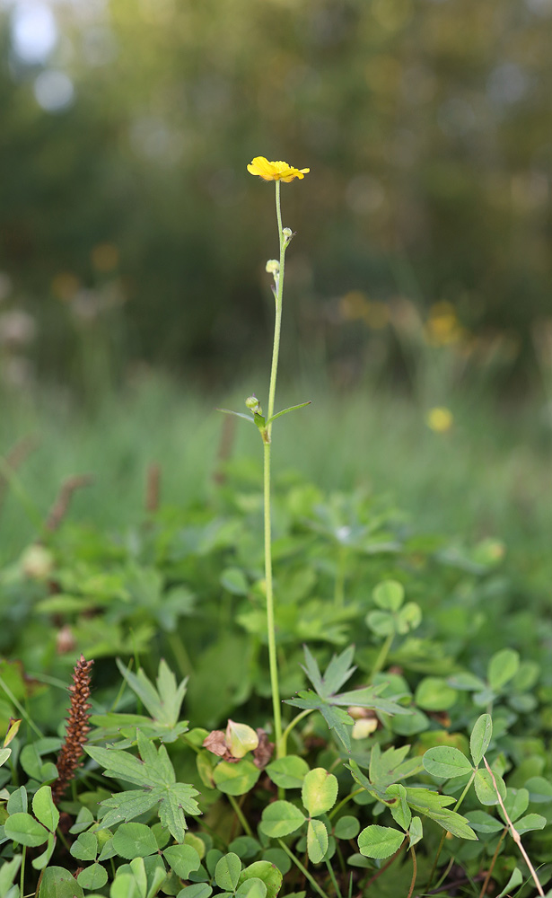 Image of Ranunculus acris specimen.