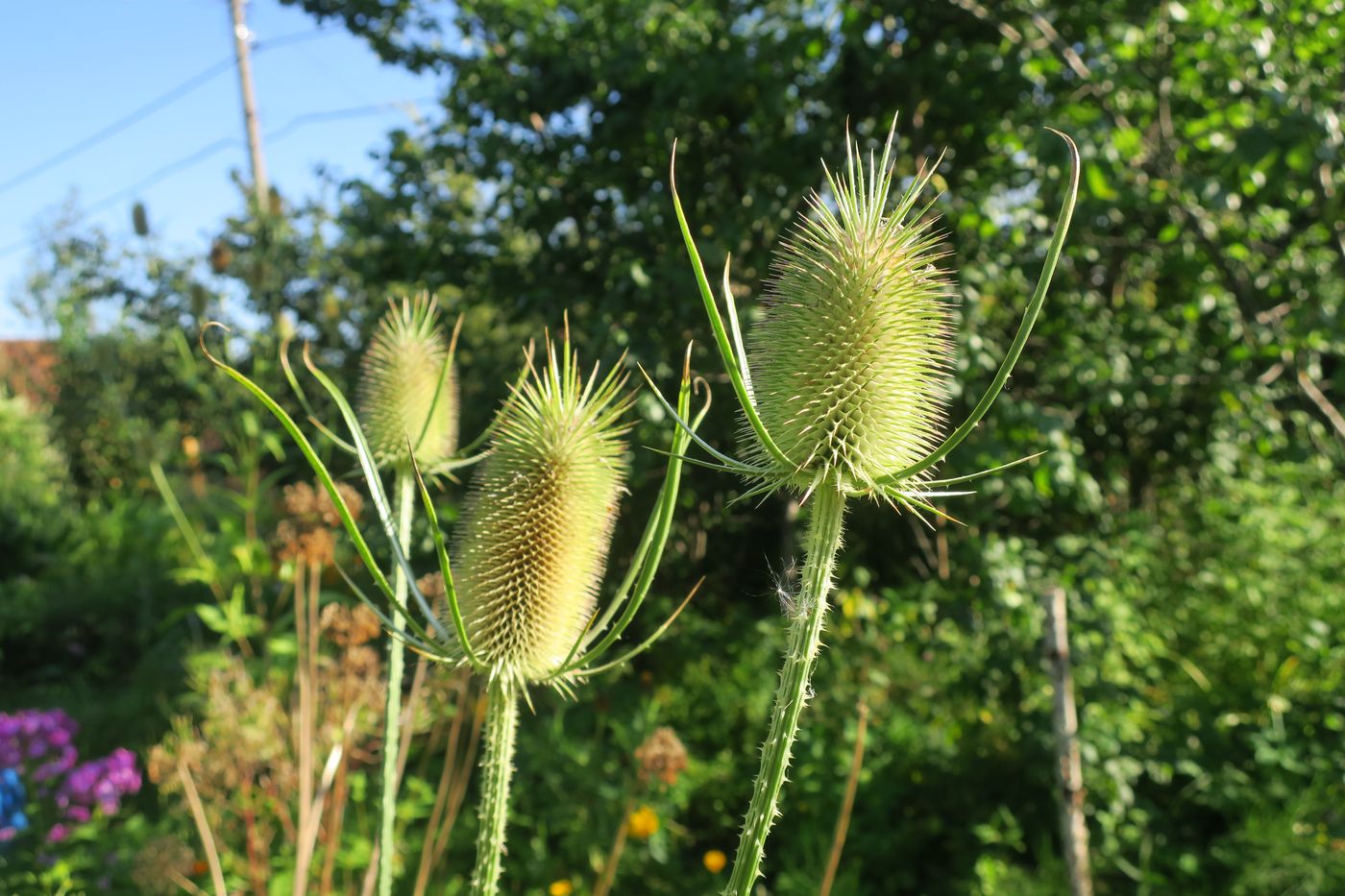 Изображение особи Dipsacus fullonum.