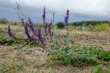 Salvia tesquicola