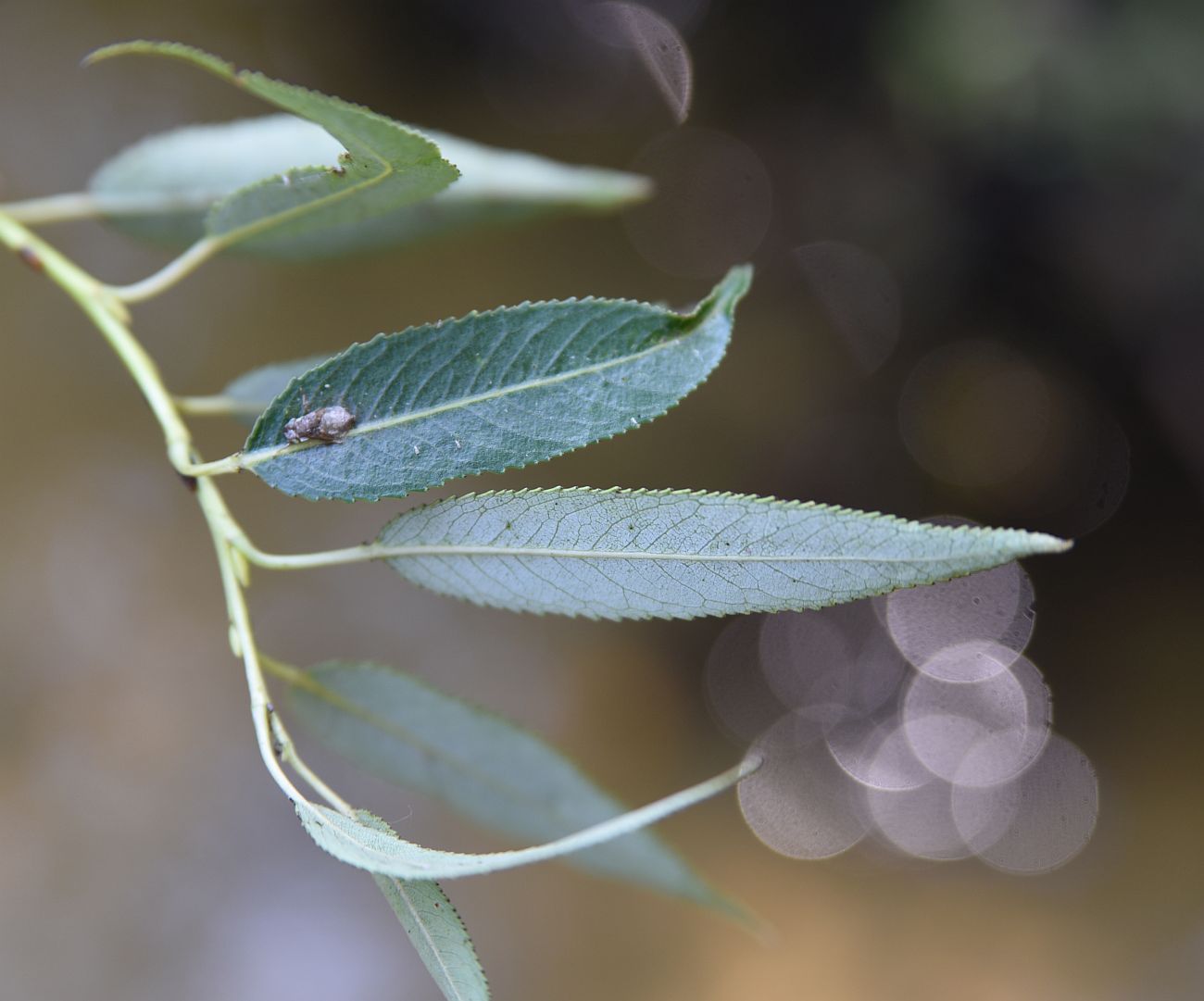 Image of genus Salix specimen.