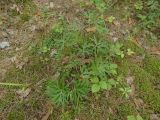 Pulsatilla patens. Вегетирующее растение в сообществе с Rubus saxatilis и Pleurozium schreberi. Нижегородская обл., Навашинский г. о., оз. Свято, пологий песчаный берег, сосновый лес с участием Juniperus communis и Sorbus aucuparia. 30.07.2024.