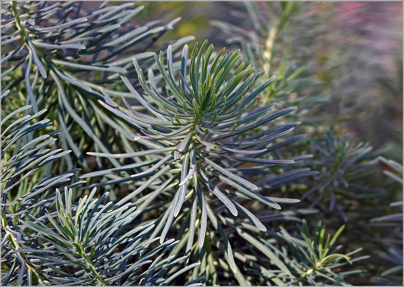 Image of Euphorbia cyparissias specimen.