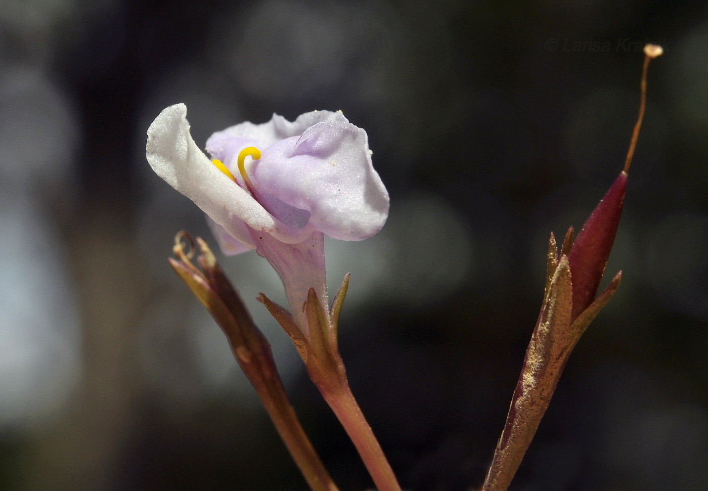 Image of Lindernia antipoda specimen.