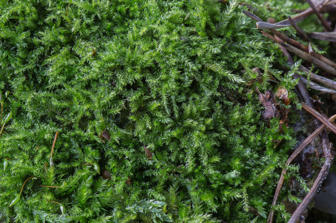 Image of class Bryopsida specimen.