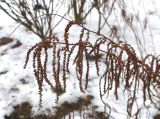 Aruncus dioicus. Сухие соплодия. Москва, филиал Ботсада МГУ \"Аптекарский огород\", центральный партер. 28.12.2024.