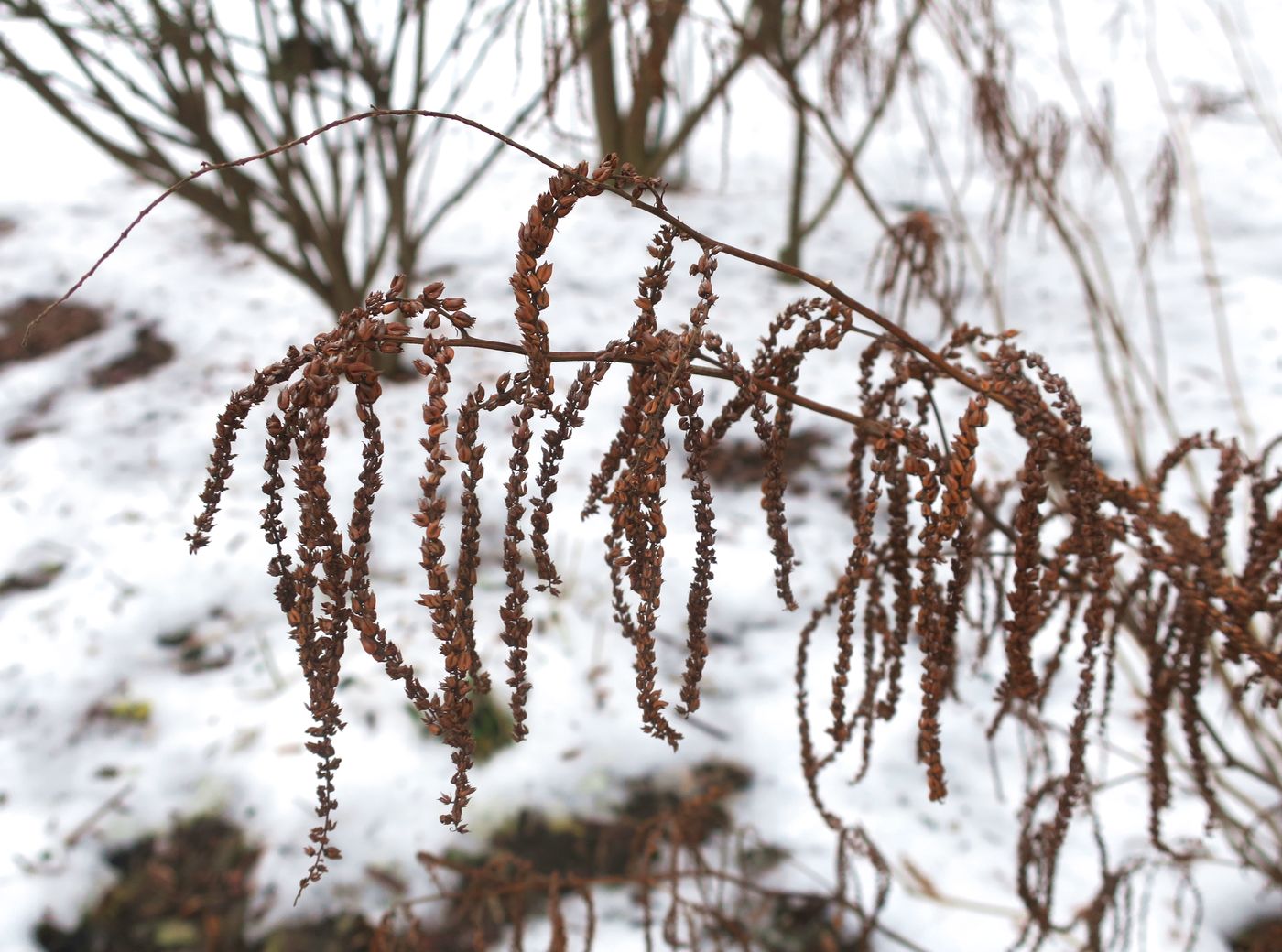 Изображение особи Aruncus dioicus.