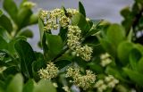 Euonymus japonicus. Верхушка ветви с соцветиями. Китай, провинция Хунань, г. Фэнхуан, в культуре. 04.06.2024.