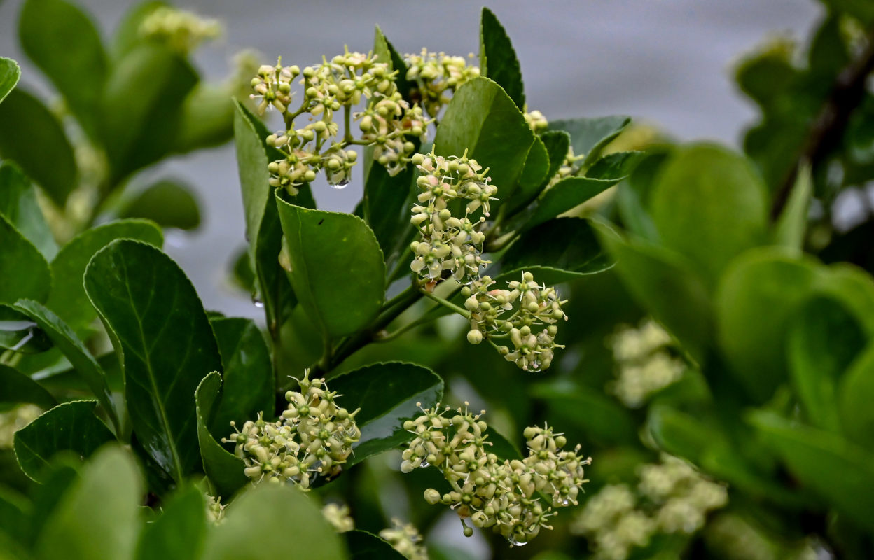 Изображение особи Euonymus japonicus.