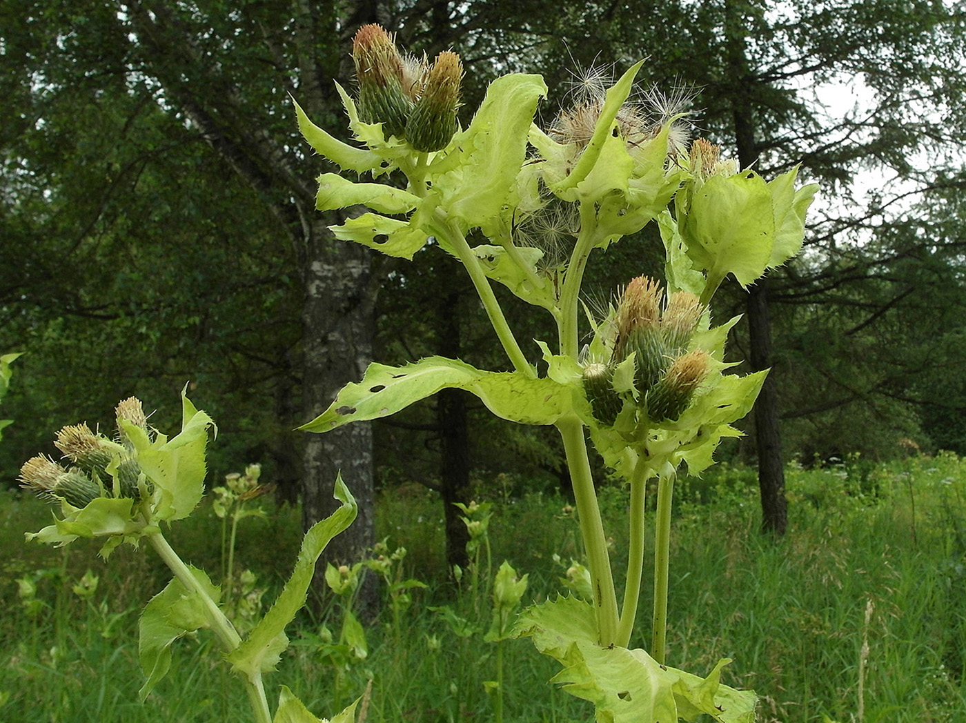 Изображение особи Cirsium oleraceum.