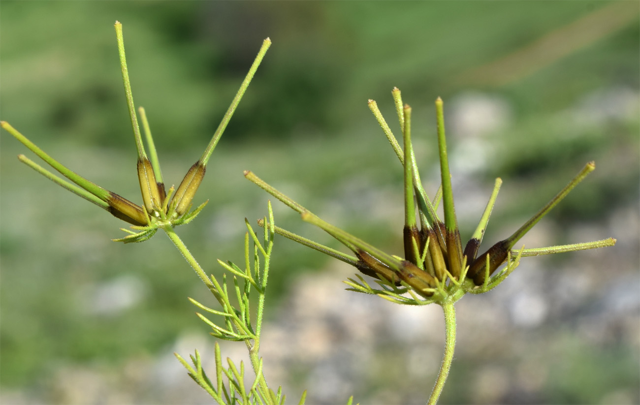 Изображение особи Scandix stellata.