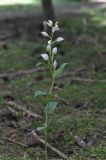 Cephalanthera damasonium